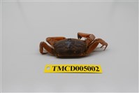 藏品(隆背大眼蟹)的圖片